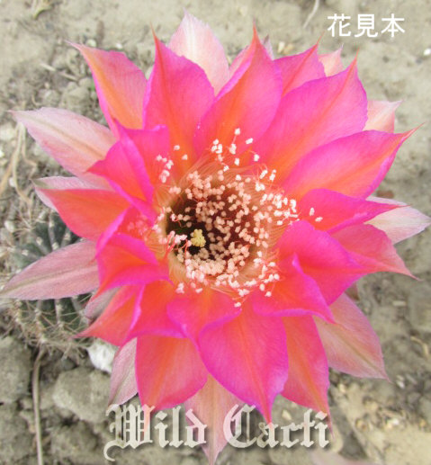 柱サボテン販売、サボテン・多肉植物専門店Wild Cacti（ワイルドカクチ） サボテン 種類 花 ロビビア 花サボテン エキノプシス交配種  ロビビオプシス 通販