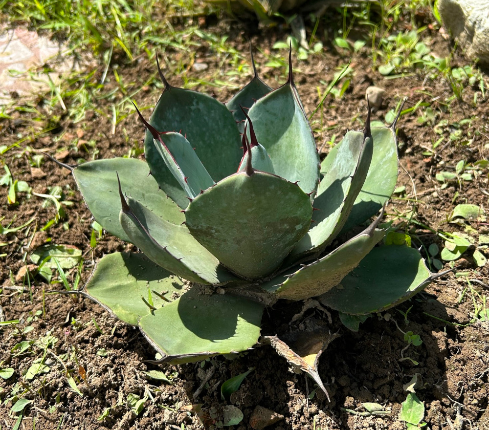 露地植え向きアガベ／サボテン・多肉植物の露地植え／ぱんさのサボテン