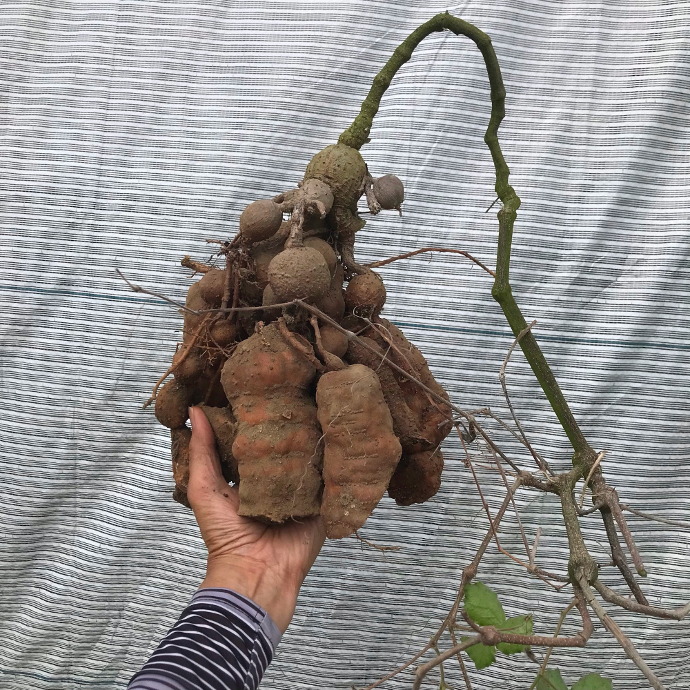 キフォステンマ属／その他多肉植物／ぱんさのサボテンランド