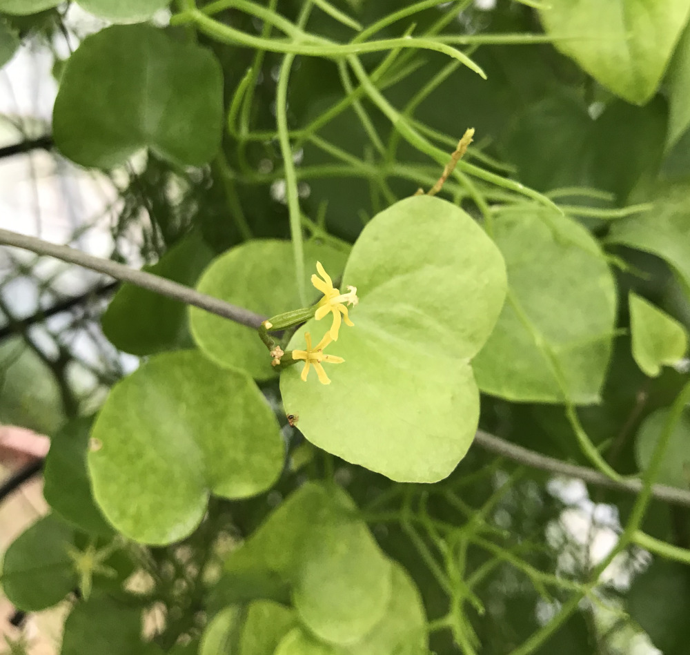 ディオスコレア属／その他多肉植物／ぱんさのサボテンランド