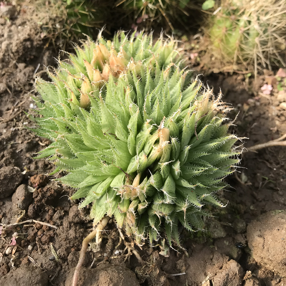 ハオルチア属／その他多肉植物／ぱんさのサボテンランド