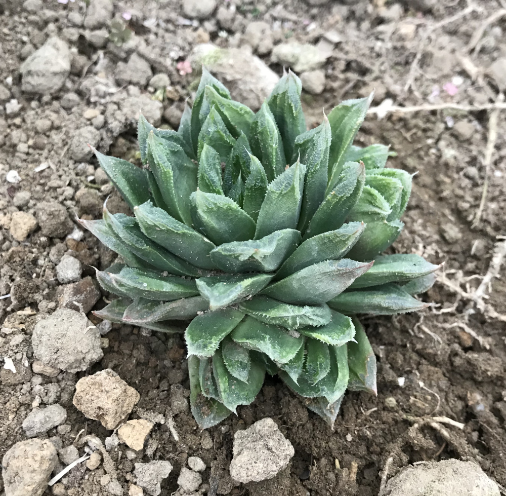 ハオルチア属／その他多肉植物／ぱんさのサボテンランド