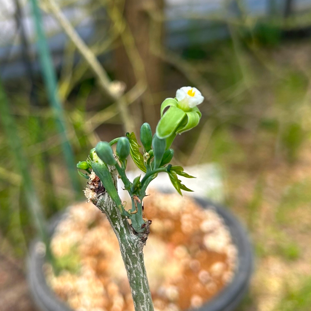 アデニア属栽培種プロフィール、種類／マダガスカル分園／ぱんさのマイナー植物園