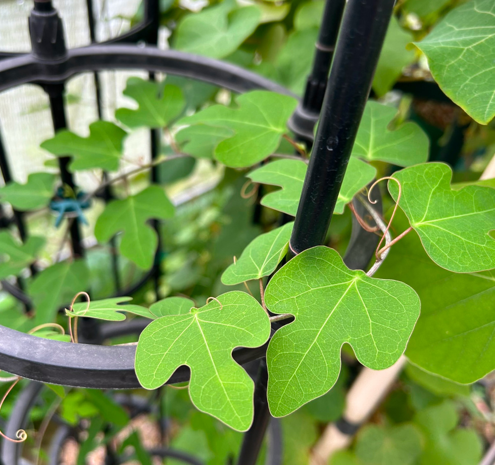 アデニア属栽培種プロフィール、種類／マダガスカル分園／ぱんさのマイナー植物園