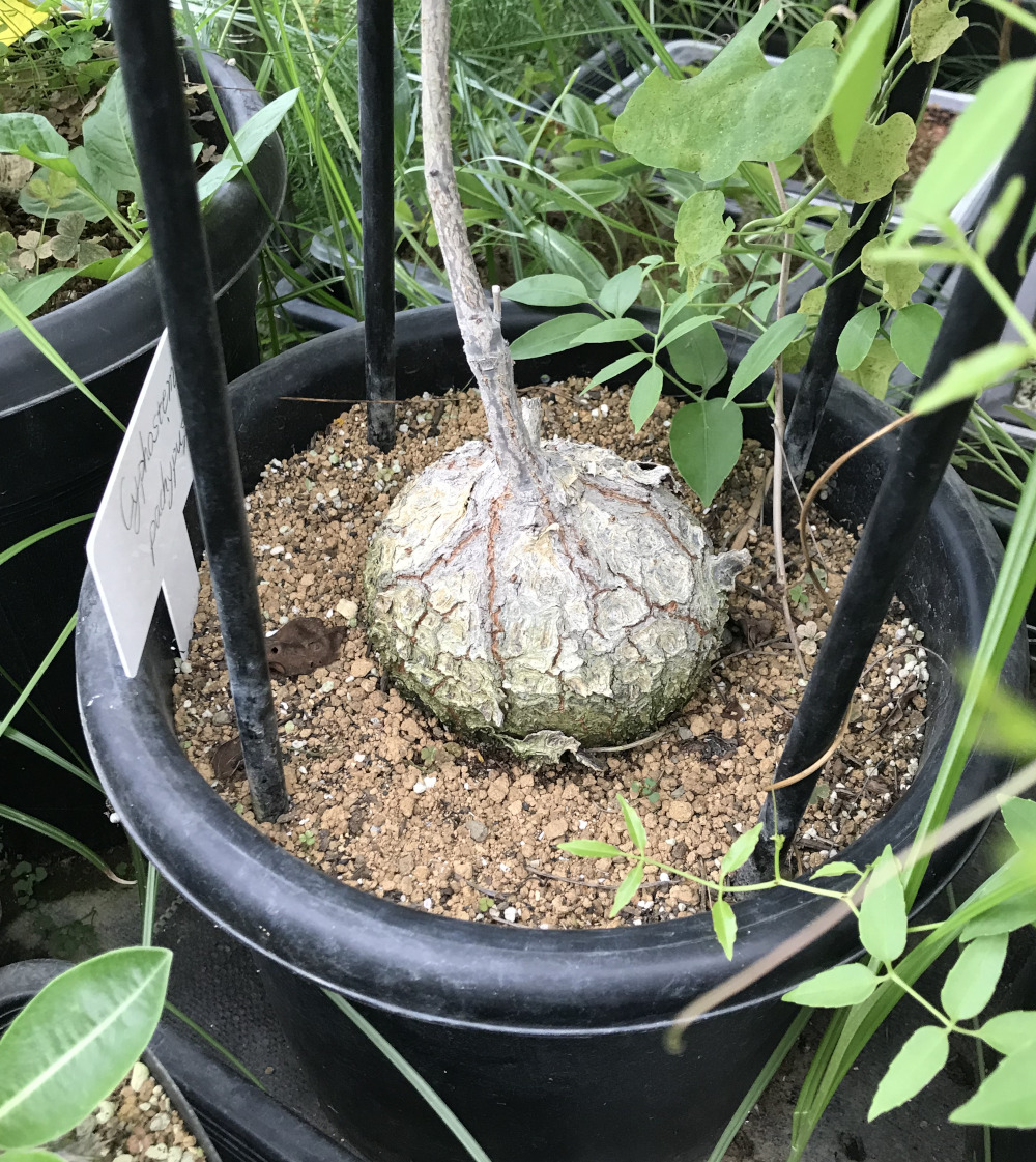 キフォステンマ属栽培種プロフィール、種類／マダガスカル分園／ぱんさのマイナー植物園