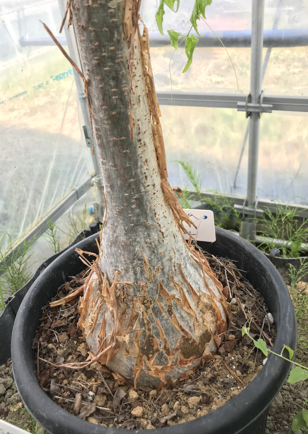 キフォステンマ属栽培種プロフィール、種類／マダガスカル分園／ぱんさのマイナー植物園