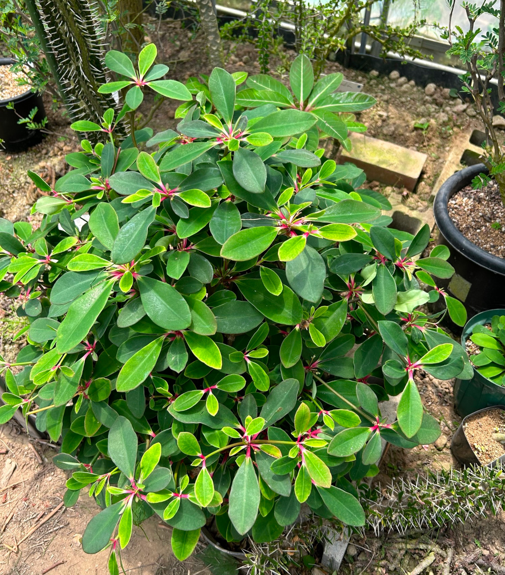 Moringa drouhardii (Madagascar ) モリンガ・ドロウハルディー マダガスカル固有種 塊根 多肉植物 希少種 - 観葉植物