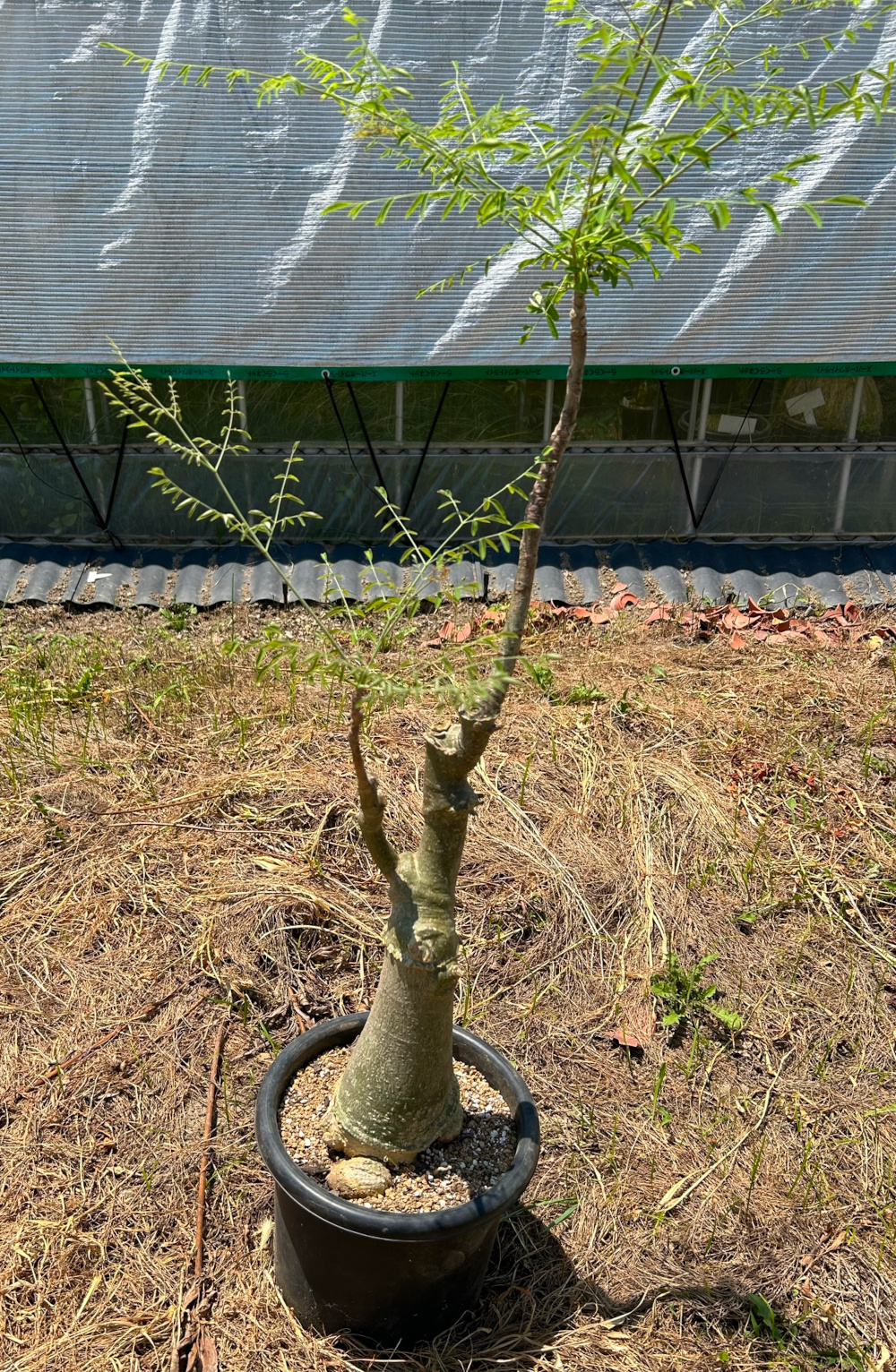 モリンガ属栽培種プロフィール、種類／マダガスカル分園／ぱんさのマイナー植物園