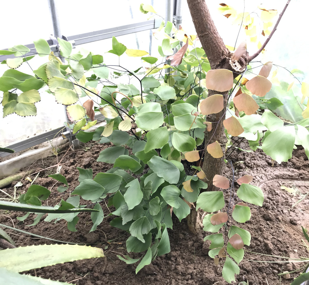 アジアンタム・ペルビアヌム(ペルビアナム) Adiantum peruvianum／その他植物／ぱんさのマイナー植物園