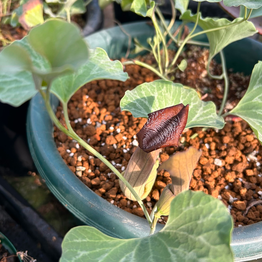 アリストロキア・チレンシス Aristolochia chilensis／その他植物／ぱんさのマイナー植物園