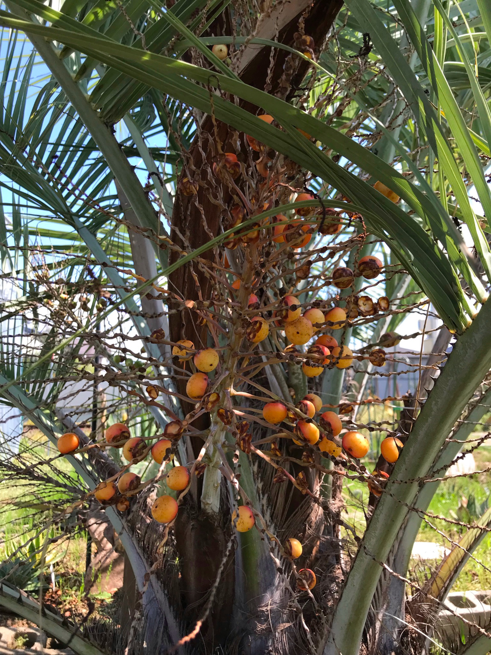 ココスヤシ Butia 'CocosYashi'／栽培（育て方）／その他植物／ぱんさのマイナー植物園