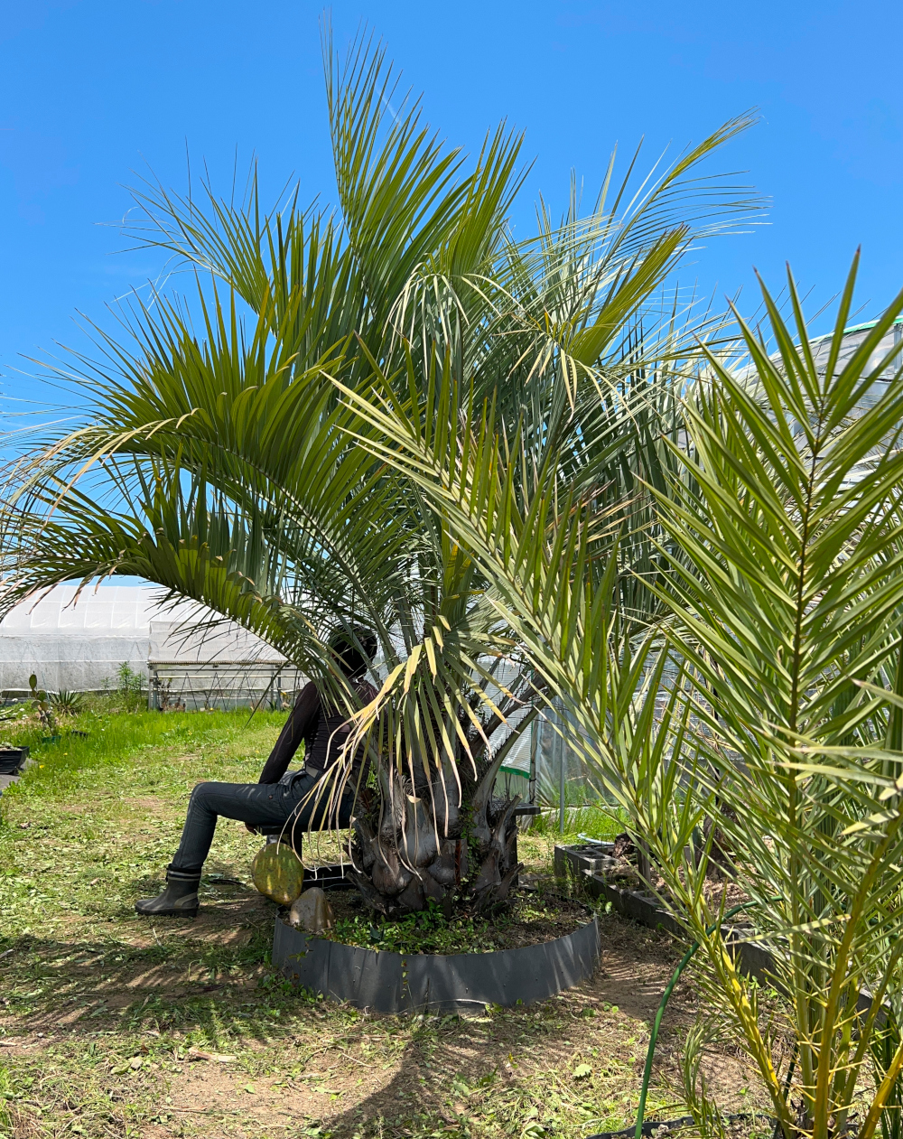 ココスヤシ Butia 'CocosYashi'／栽培（育て方）／その他植物／ぱんさのマイナー植物園